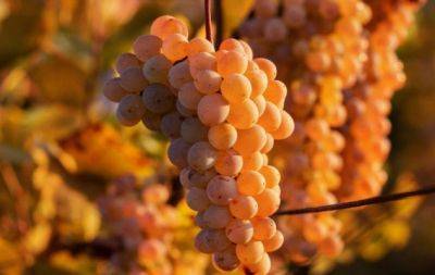 Обязательно сделайте это в октябре: виноград будет завязываться в 2-3 раза больше - hochu.ua