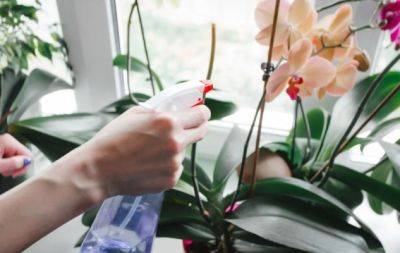 Хитрый трюк: куда на зиму поставить орхидею, чтобы она засыпала пышным цветом - hochu.ua - Она