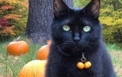 Без черных котов и пустых ведер: 3 самых суеверных знака Зодиака - hochu.ua