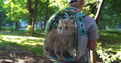Прозрачный рюкзак для котов – новый тренд среди любителей пушистых! - leprechaun.land - Снг