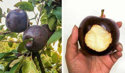 Удивительные алмазные яблоки, черного цвета, которые покупают по $20 за штуку, но все отказываются их выращивать - leprechaun.land - Китай - Новая Зеландия