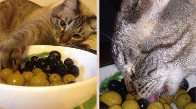 Коты-гурманы: за что они любят оливки - leprechaun.land