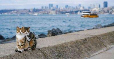 Мужчина сделал фото обнимающихся бродячих котов и утверждает, что это не постановка - leprechaun.land - Турция - республика Коми