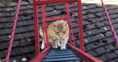 Чтобы кот не упал, прыгая из окна, хозяин построил ему мост. Но не простой, а кошачью версию Золотых Ворот - leprechaun.land - Англия