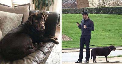 Парень не смог вернуть лабрадоршу-потеряшку через соцсети, и вышел на улицу с собакой и табличкой - leprechaun.land - штат Северная Каролина