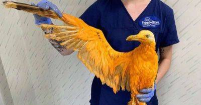 Эту жёлтую птицу нашли на трассе и привезли в больницу. Под ярким окрасом скрывалась хитрая чайка - leprechaun.land - Англия