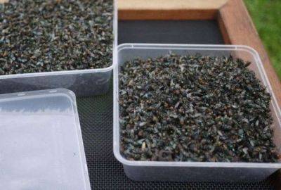 Как избавиться от насекомых на даче по австралийской методике - leprechaun.land - Австралия