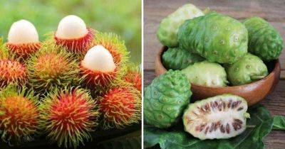 25 экзотических фруктов, о которых многие даже не слышали - leprechaun.land - Япония - Филиппины - Малайзия