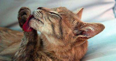 15 неожиданных фактов о котах, которых вы не знали - leprechaun.land - Россия - Бельгия
