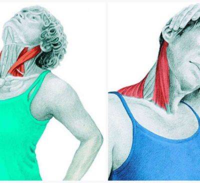 Спиральный твист шеи: упражнения для улучшению кровотока и иннервации - leprechaun.land