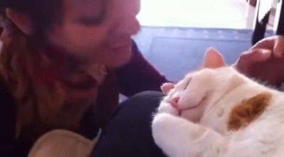Женщина целует своего кота. Реакция животного просто бесподобна - leprechaun.land
