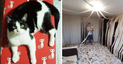 Хозяева сделали коту игровую комнату из сотни рулонов туалетной бумаги, и это настоящий кошачий рай - leprechaun.land - Белоруссия