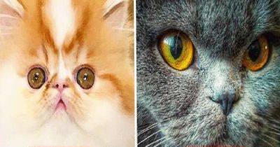 Бенгальский или перс? Выбрать идеального кота поможет ваш знак зодиака - leprechaun.land