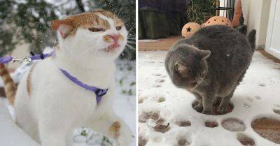 Домашние котики, осознавшие, что зима и снег не для них - leprechaun.land