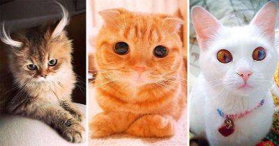 20 самых красивых котов в мире - leprechaun.land