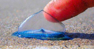 Единственная и неповторимая Velella velella — одно из самых необыкновенных созданий на планете! - leprechaun.land