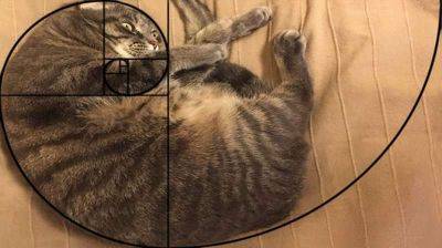 Последовательность Фибоначчи доказывает, что кошки совершенны (10 фотографий) - leprechaun.land