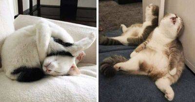 25 спящих котиков, которые доказали, что уснуть можно в любом положении - leprechaun.land