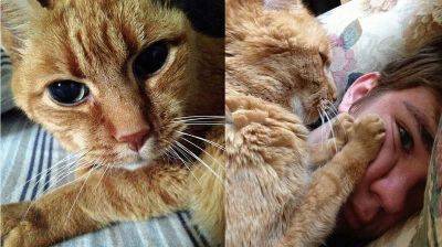 22-летний кот сопровождает хозяина с момента его рождения - leprechaun.land