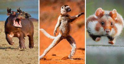 25 фотографий забавных животных, победивших в престижном конкурсе Comedy Wildlife Photography Awards - leprechaun.land
