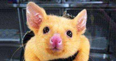 На улицах Австралии нашли Пикачу. Оказывается, он поссум с генетической мутацией - leprechaun.land - Австралия - Мельбурн