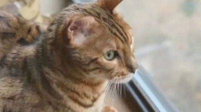 Когда семья взяла в дом бенгальского котенка, они еще не знали, что с ним приключится странная история - leprechaun.land - штат Калифорния - штат Оклахома - штат Аризона - Сан-Диего
