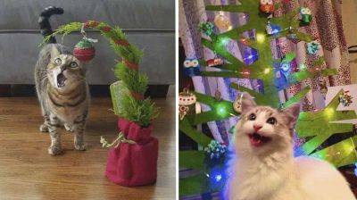 18 кошек, неравнодушных к новогодним елкам - leprechaun.land