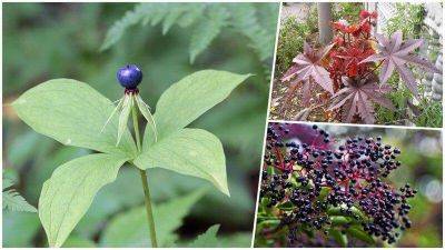 10 растений, которых следует опасаться - leprechaun.land
