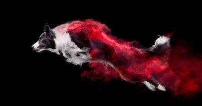 Канадский фотограф делает впечатляющие снимки собак в цветной пыли, и для этого ему не нужен фотошоп - leprechaun.land - Канада