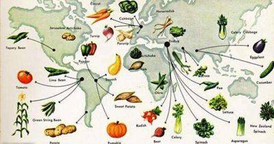 История каждого овоща на вашем столе. - leprechaun.land - Франция - Россия - Германия - Англия