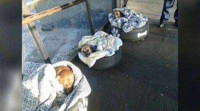 Автовокзал дает ночлег бездомным собакам и даже предоставляет каждой отдельную кровать - leprechaun.land - Бразилия