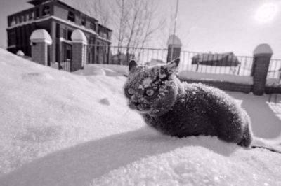 20 фото, доказывающих, что кошки не созданы для зимы - leprechaun.land