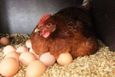 Яйцо или курица? - leprechaun.land - Греция