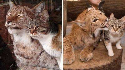 Дикая рысь и обычная кошка выросли вместе и до сих пор неразлучны - leprechaun.land - Россия