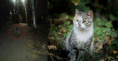 Кошка с красивым именем Латифа долго ждала «своих людей», но не зря - leprechaun.land