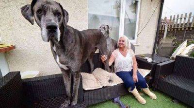 Фредди — Официально Самая Большая Собака В Мире - leprechaun.land - Англия