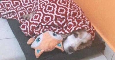 «Где одеяло и игрушка?» Пёс засыпает только тогда, когда все его любимые вещички рядом… - leprechaun.land