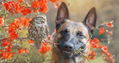 Трогательная история дружбы совы и собаки. Глаз не оторвать! - leprechaun.land - Германия