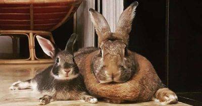 Кролик Ромео весит в 4 раза меньше своей подружки. Но это не стало помехой их большой пушистой любви - leprechaun.land