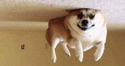 В интернете заметили, что переворачивать фотки собак, лежащих на полу — крутая идея. И понеслось… - leprechaun.land