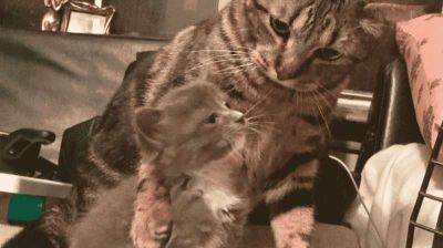 Домашний кот приучает котёнка-сироту обниматься целыми днями напролёт - leprechaun.land