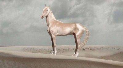 15 самых элегантных и величественных лошадей в мире - leprechaun.land