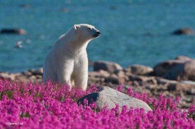 Белые медведи не в снегу, но в цветах: такого вы еще не видели - leprechaun.land - Канада