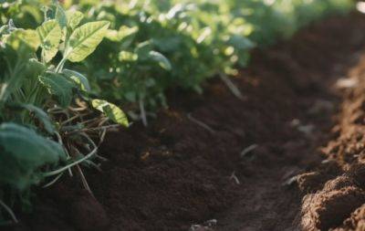 Чем пролить почву: обязательная обработка после томатов, огурцов и картофеля - hochu.ua