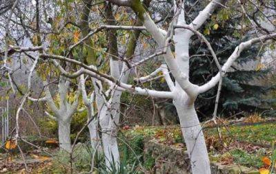 Зачем и как правильно белить деревья осенью: советы садоводам - hochu.ua