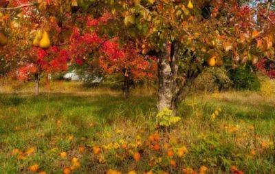 Деревья завалят вас урожаем: что необходимо насыпать под ствол в октябре - hochu.ua