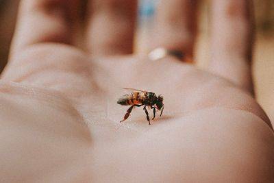 Что делать, если укусила пчела: пять советов для первой помощи - vikna.tv