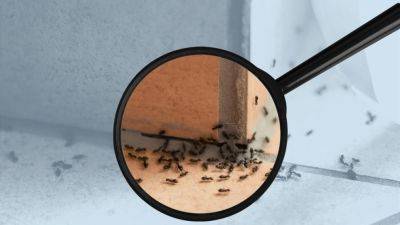 Как быстро избавиться от муравьев дома: действенные советы - korisno.24tv.ua