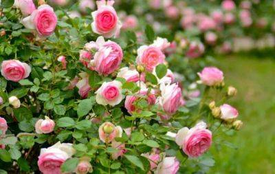 Дайте розе счастливую жизнь: как правильно высаживать новый куст осенью - hochu.ua