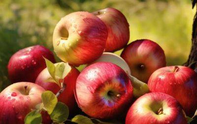 Как сохранить урожай яблок надолго: проверенный способ - hochu.ua